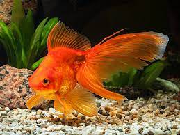 Goldfish