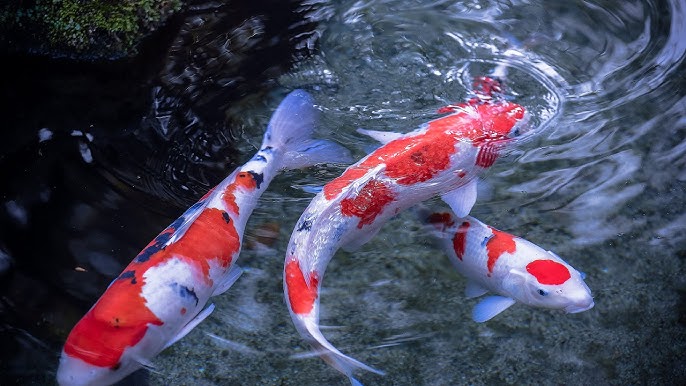 Koi