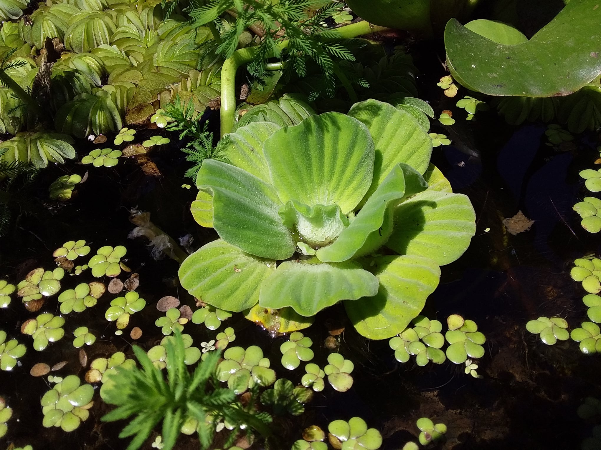 Repollito de Agua